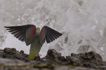 White-bellied Green Pigeon Terugasaki Beach Sun, 6/4/2023