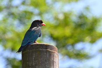 ブッポウソウ 新潟県 2023年6月5日(月)