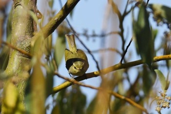 Blyth's Leaf Warbler