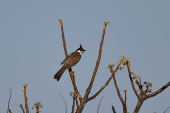 Red-whiskered Bulbul Doi Sanju Sun, 2/19/2023