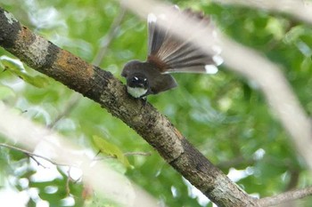 Malaysian Pied Fantail タイ Thu, 6/14/2018