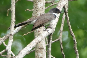 Malaysian Pied Fantail タイ Thu, 6/14/2018