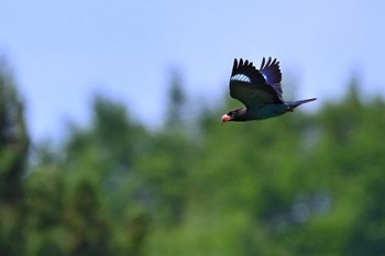 ブッポウソウ 新潟県 2023年6月5日(月)