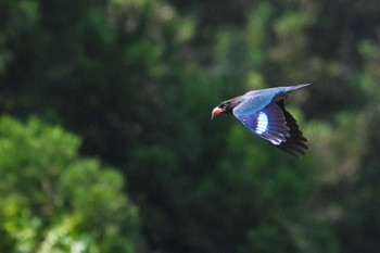 ブッポウソウ 新潟県 2023年6月5日(月)