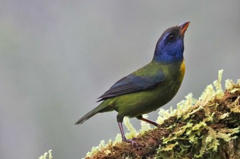 コケイロフウキンチョウ Mindo(Ecuador) 2023年5月21日(日)