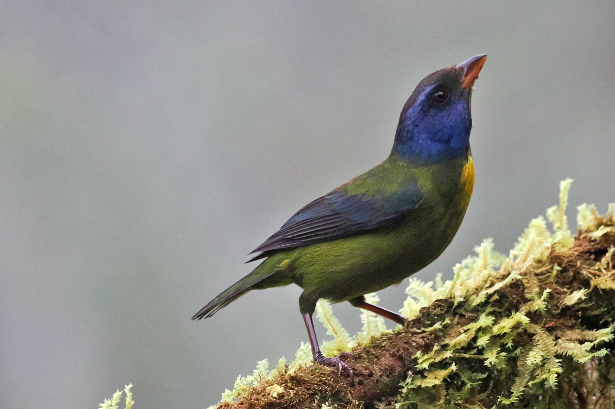 Photo of Moss-backed Tanager at Mindo(Ecuador) by 藤原奏冥