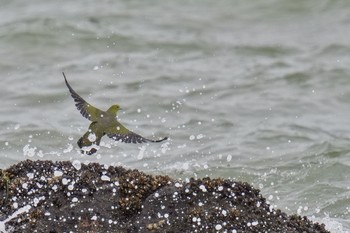 White-bellied Green Pigeon Terugasaki Beach Sun, 6/4/2023