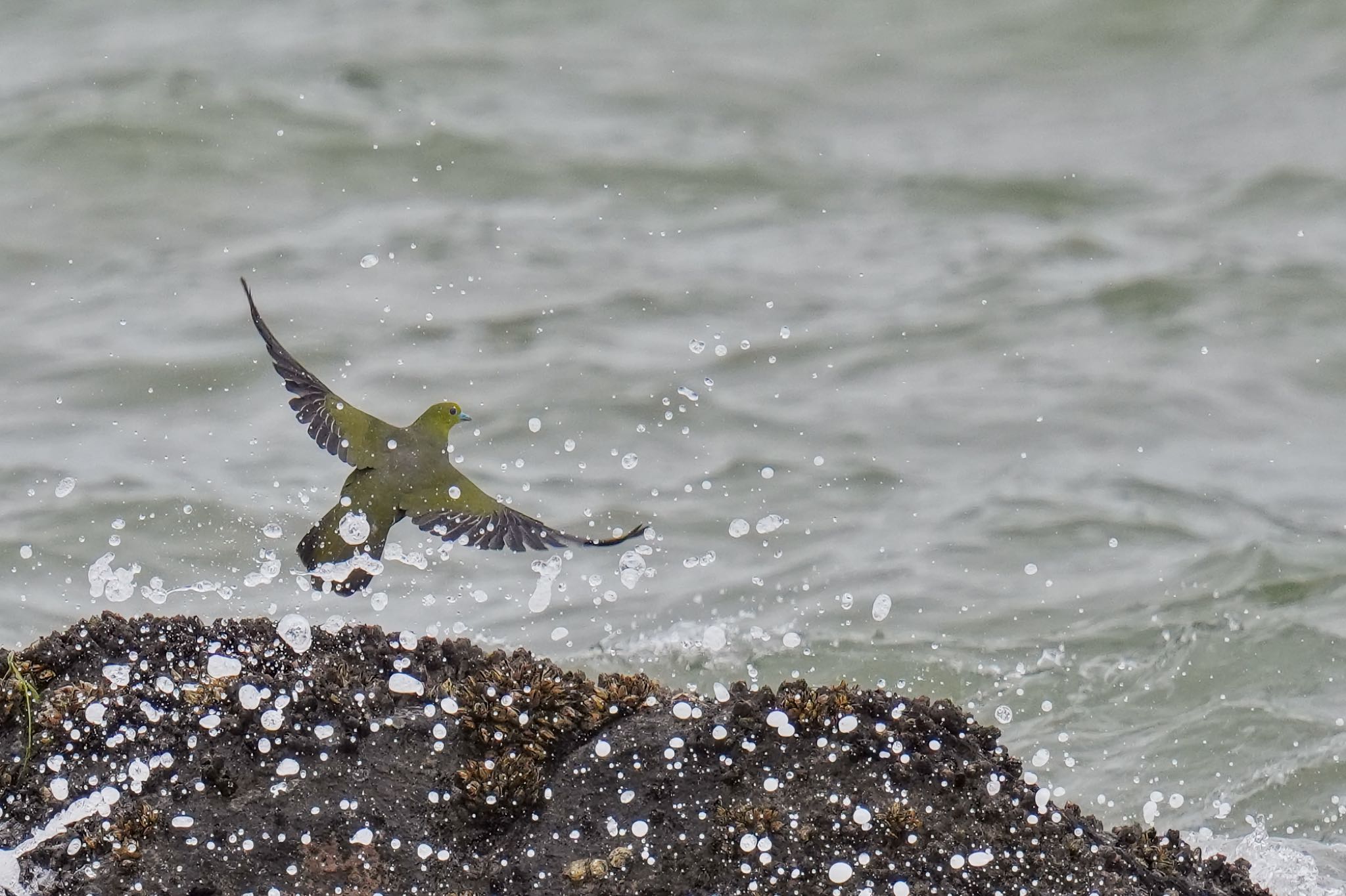 White-bellied Green Pigeon