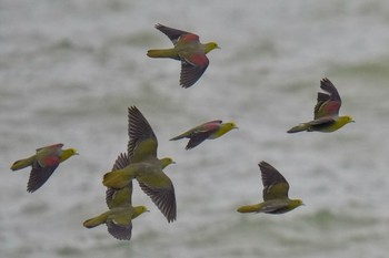 White-bellied Green Pigeon Terugasaki Beach Sun, 6/4/2023