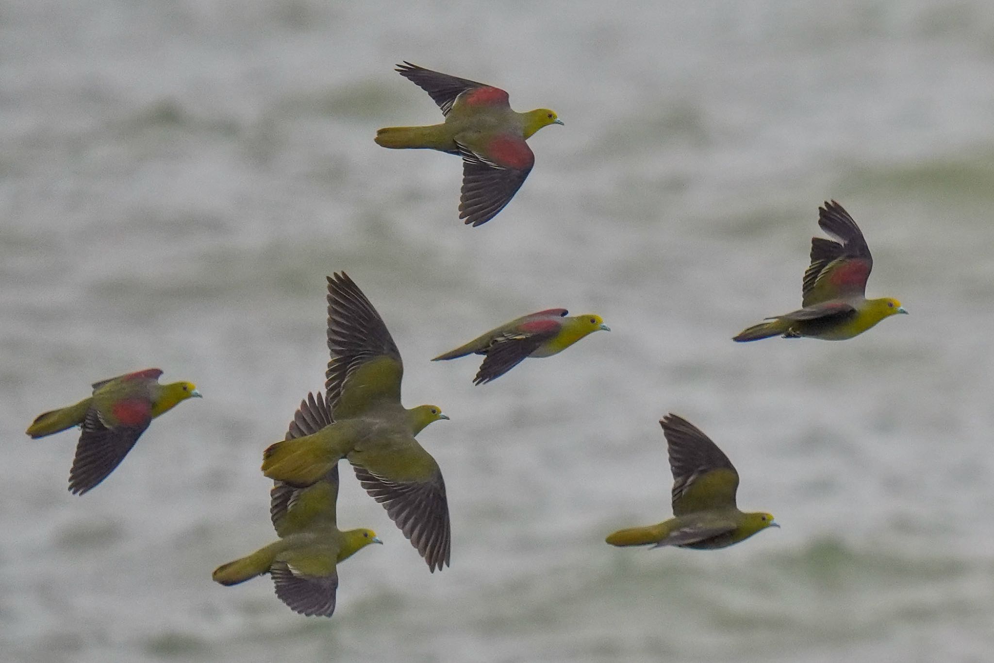 Photo of White-bellied Green Pigeon at Terugasaki Beach by アポちん