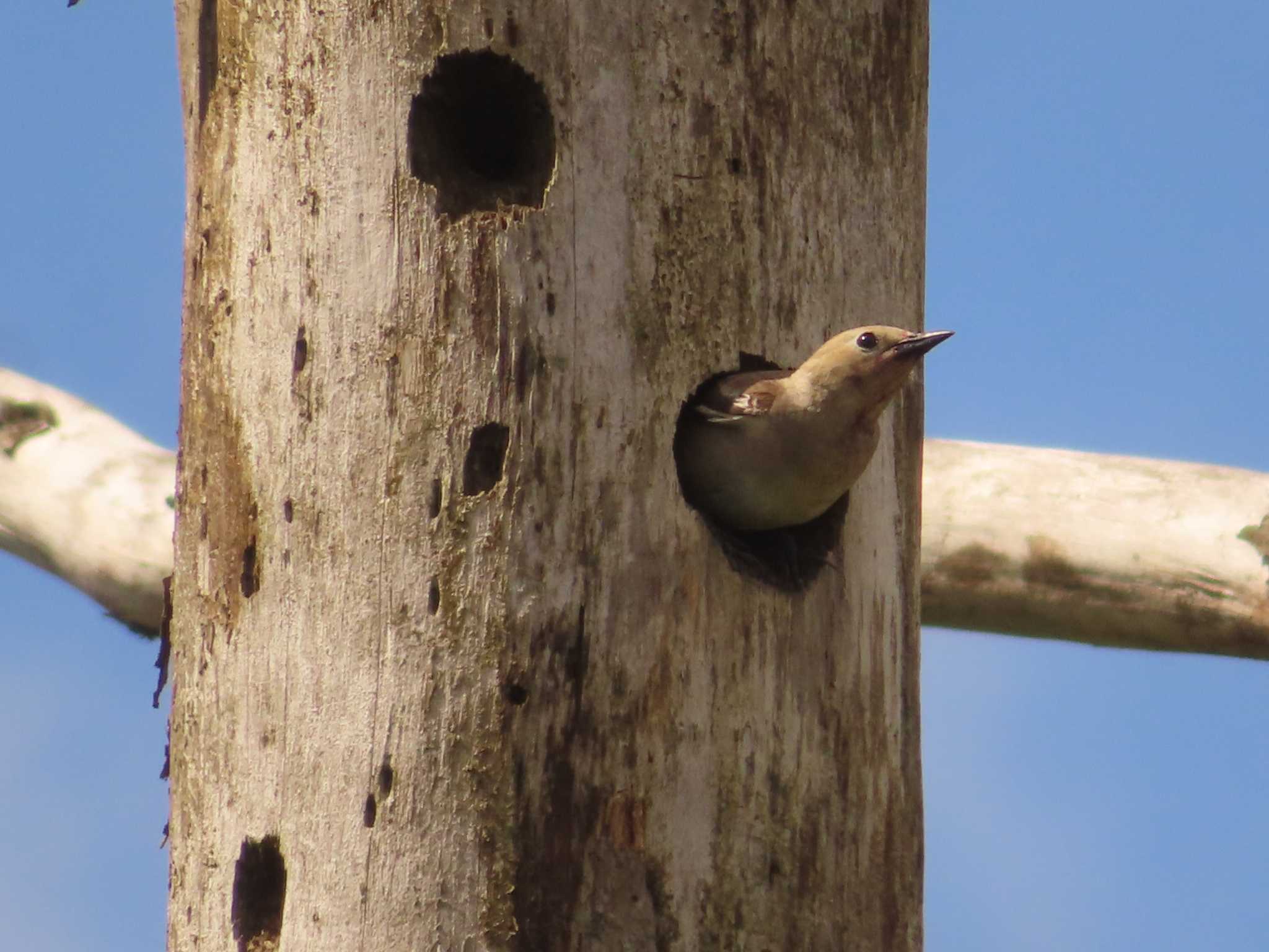 Chestnut-cheeked Starling