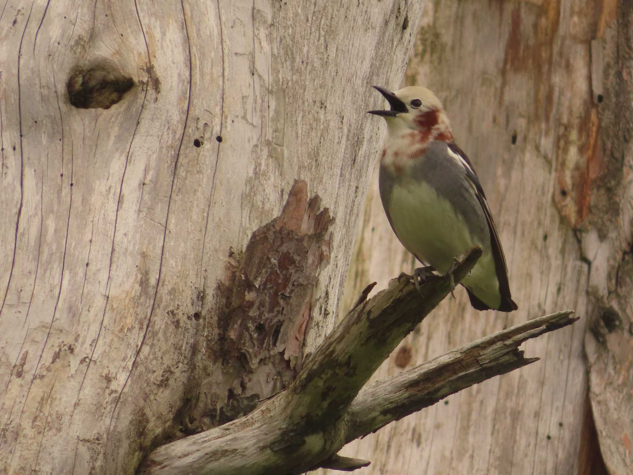 Chestnut-cheeked Starling