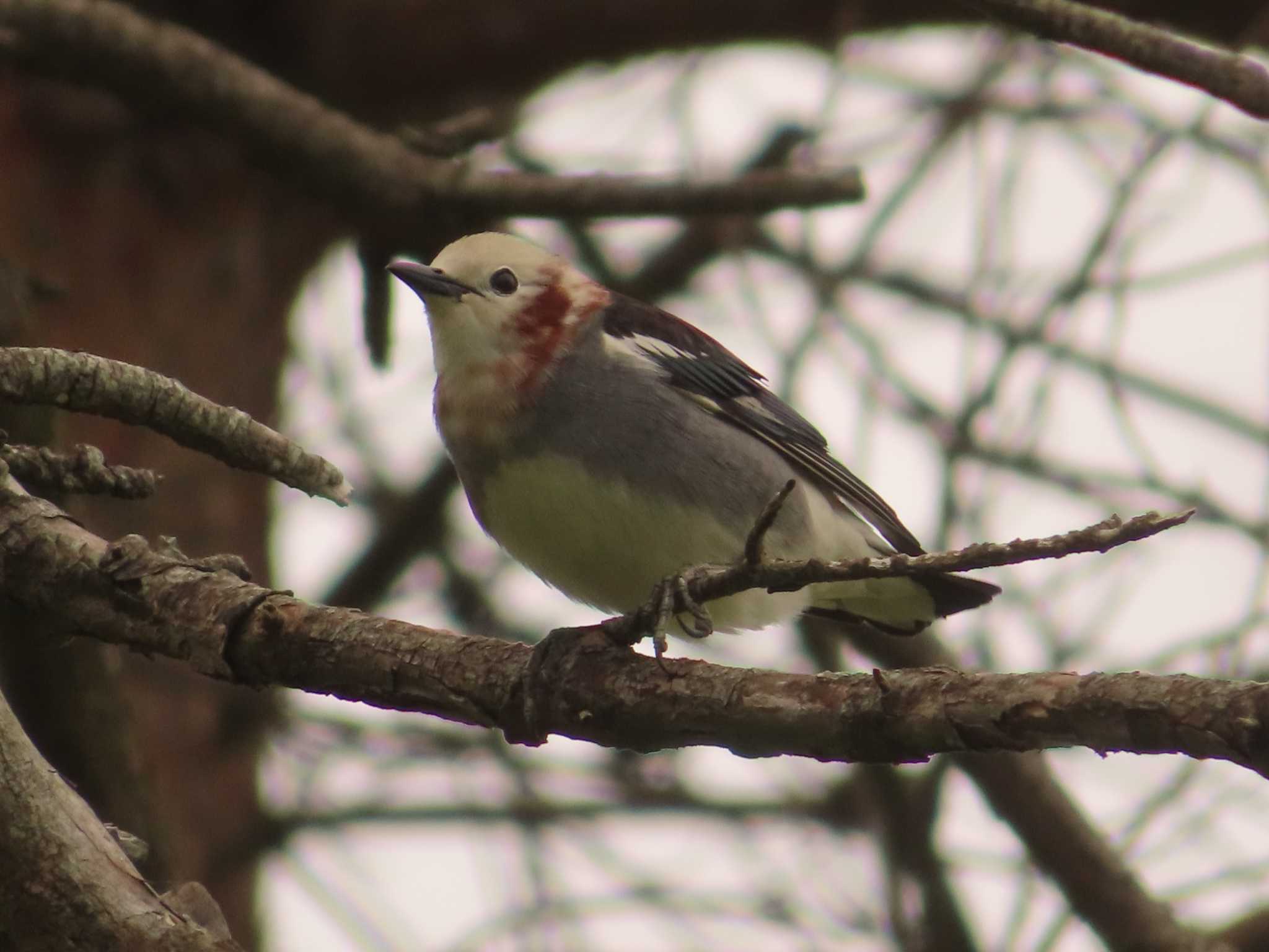 Chestnut-cheeked Starling