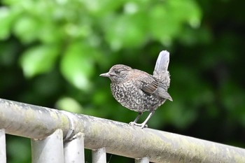 Brown Dipper 尚仁沢湧水 Tue, 6/6/2023