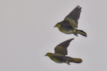 White-bellied Green Pigeon Terugasaki Beach Sun, 6/4/2023