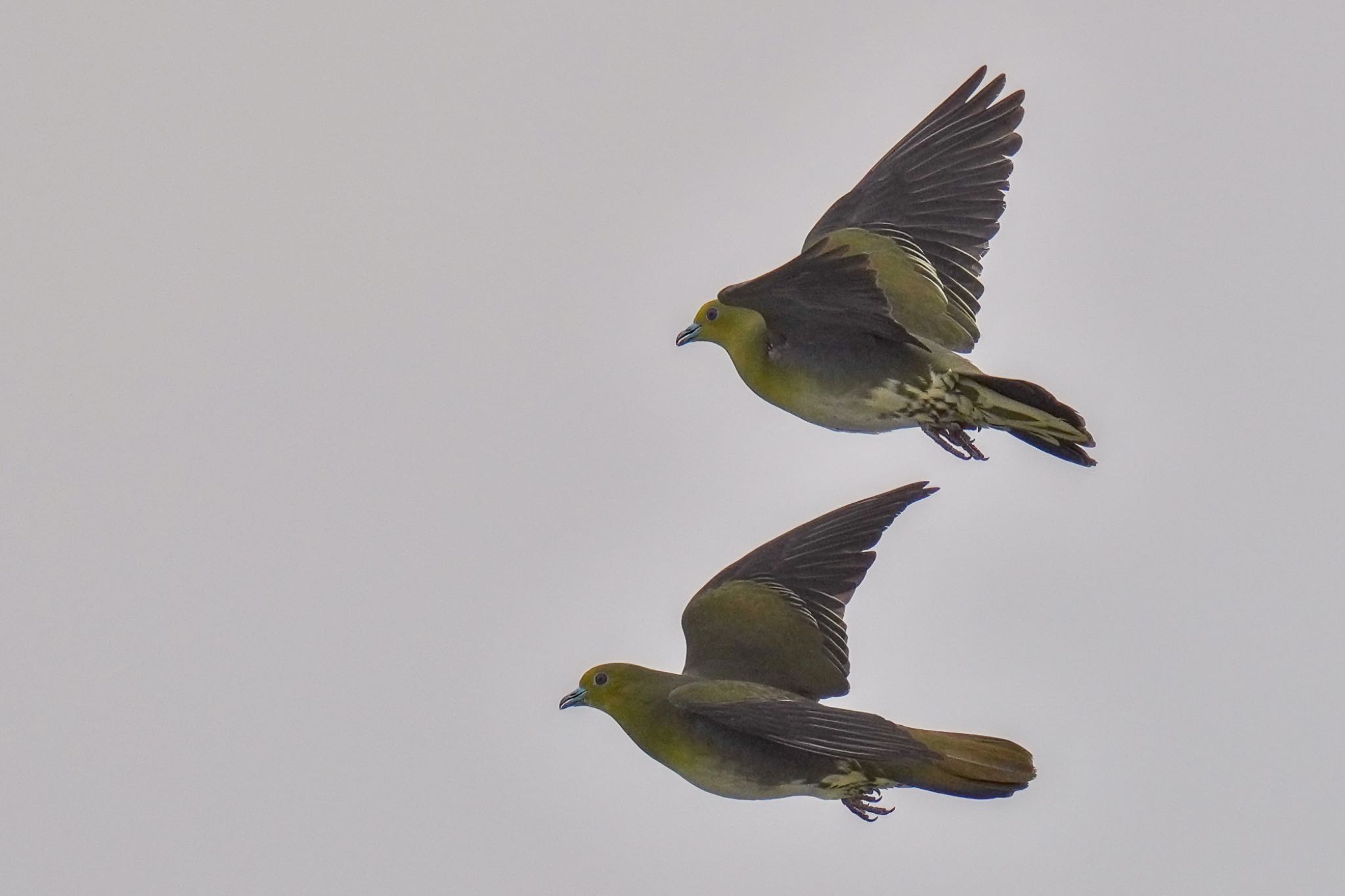 White-bellied Green Pigeon