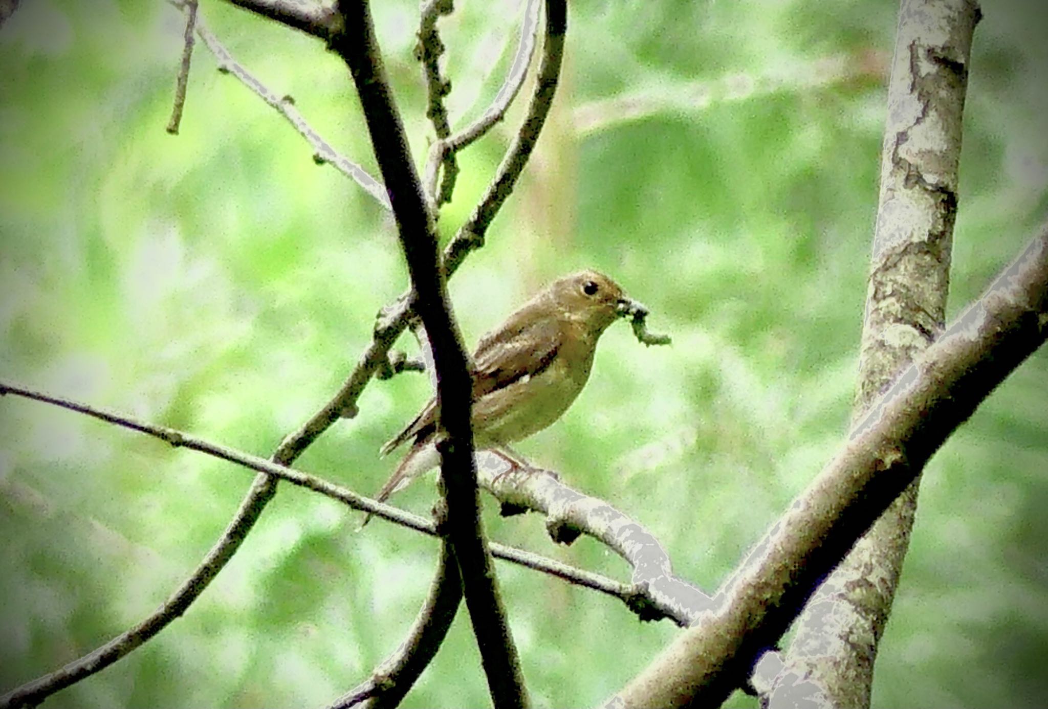 Narcissus Flycatcher