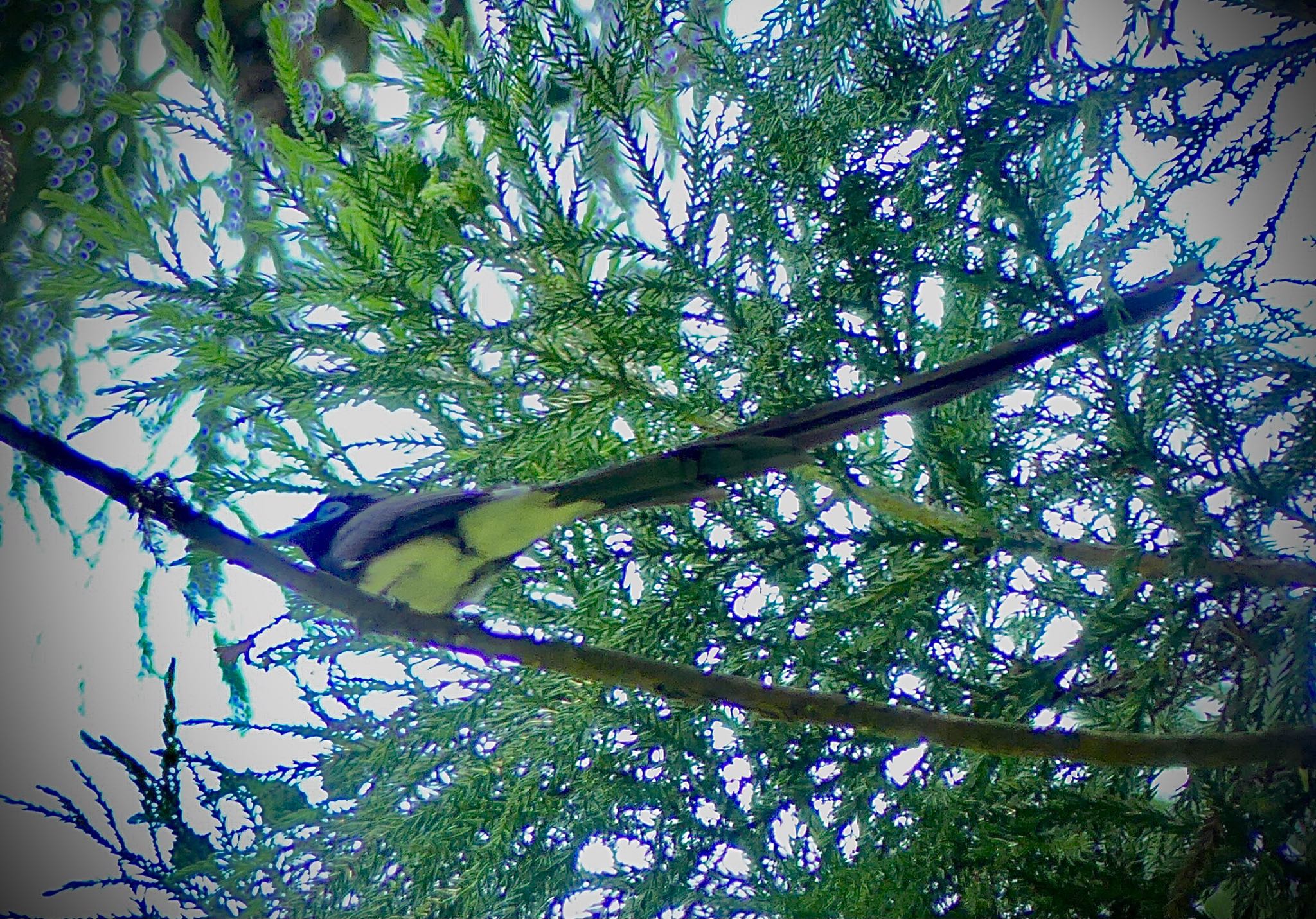 Black Paradise Flycatcher