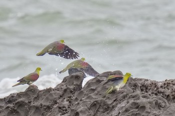 White-bellied Green Pigeon Terugasaki Beach Sun, 6/4/2023