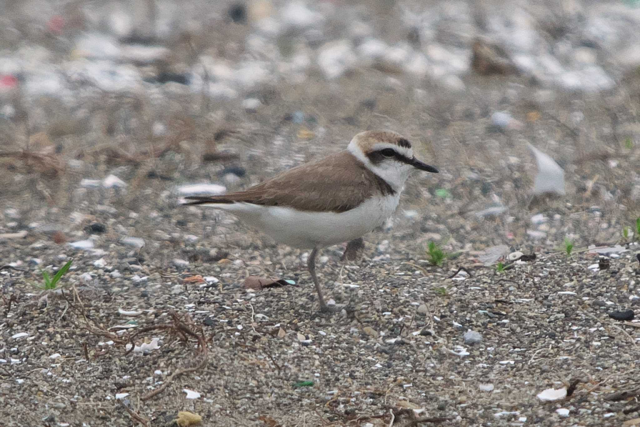 Kentish Plover