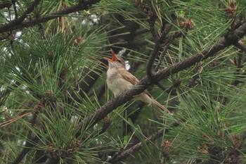 Tue, 6/6/2023 Birding report at Kasai Rinkai Park