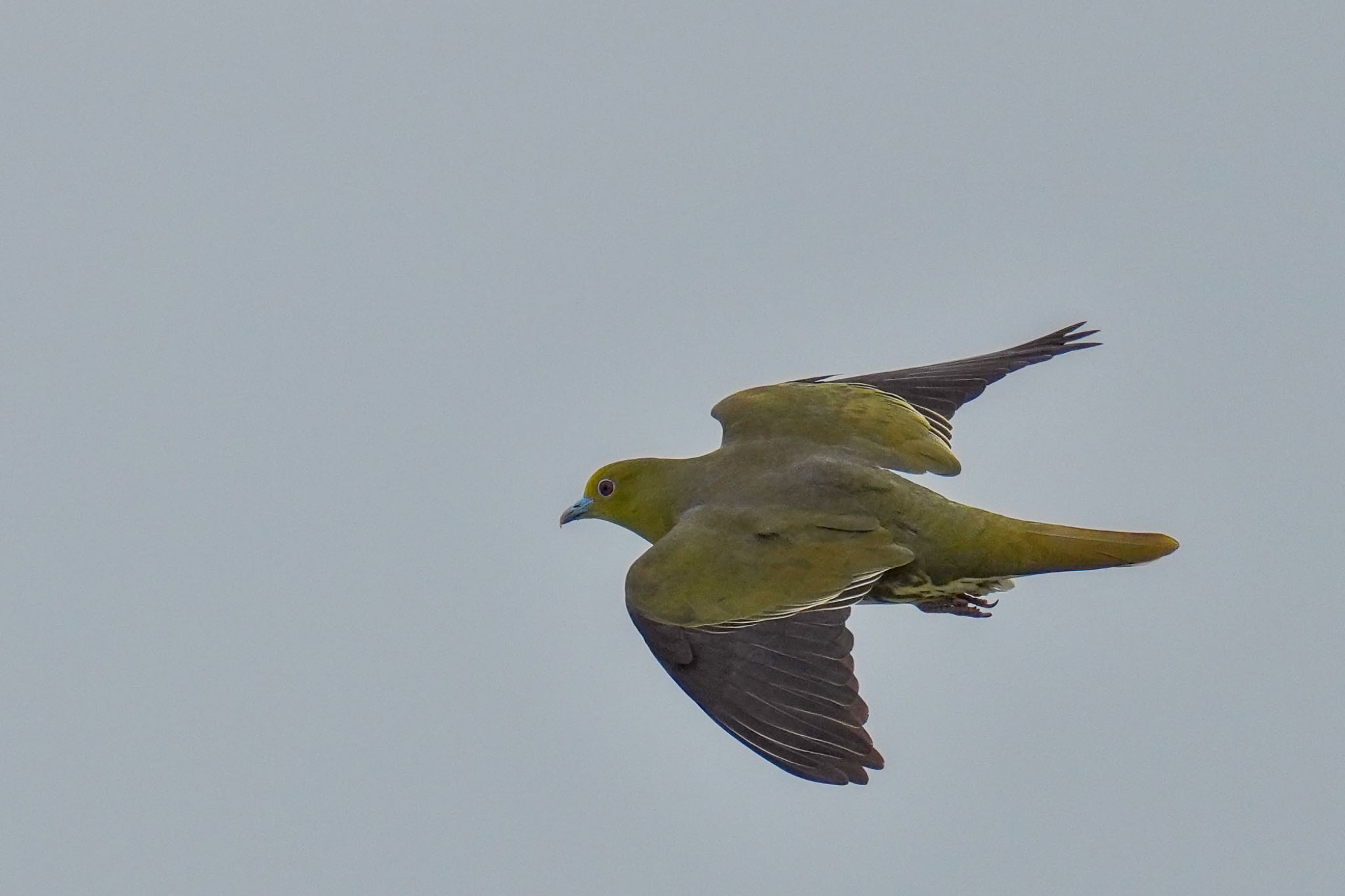 Photo of White-bellied Green Pigeon at Terugasaki Beach by アポちん