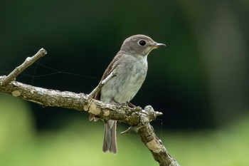 Tue, 6/6/2023 Birding report at 久慈川(袋田付近)