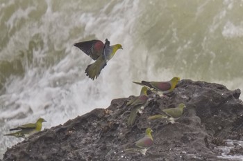 White-bellied Green Pigeon Terugasaki Beach Sun, 6/4/2023