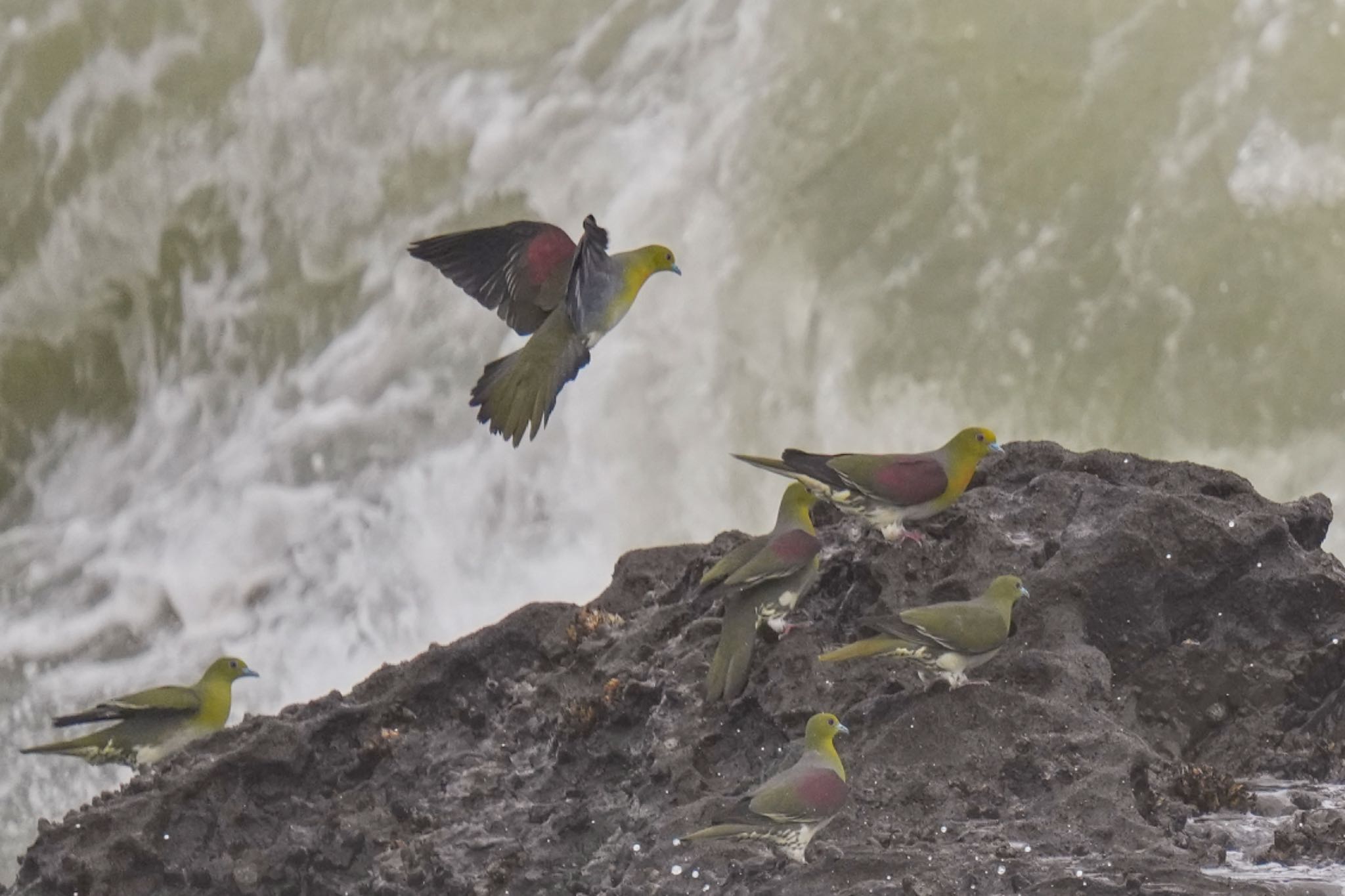 White-bellied Green Pigeon