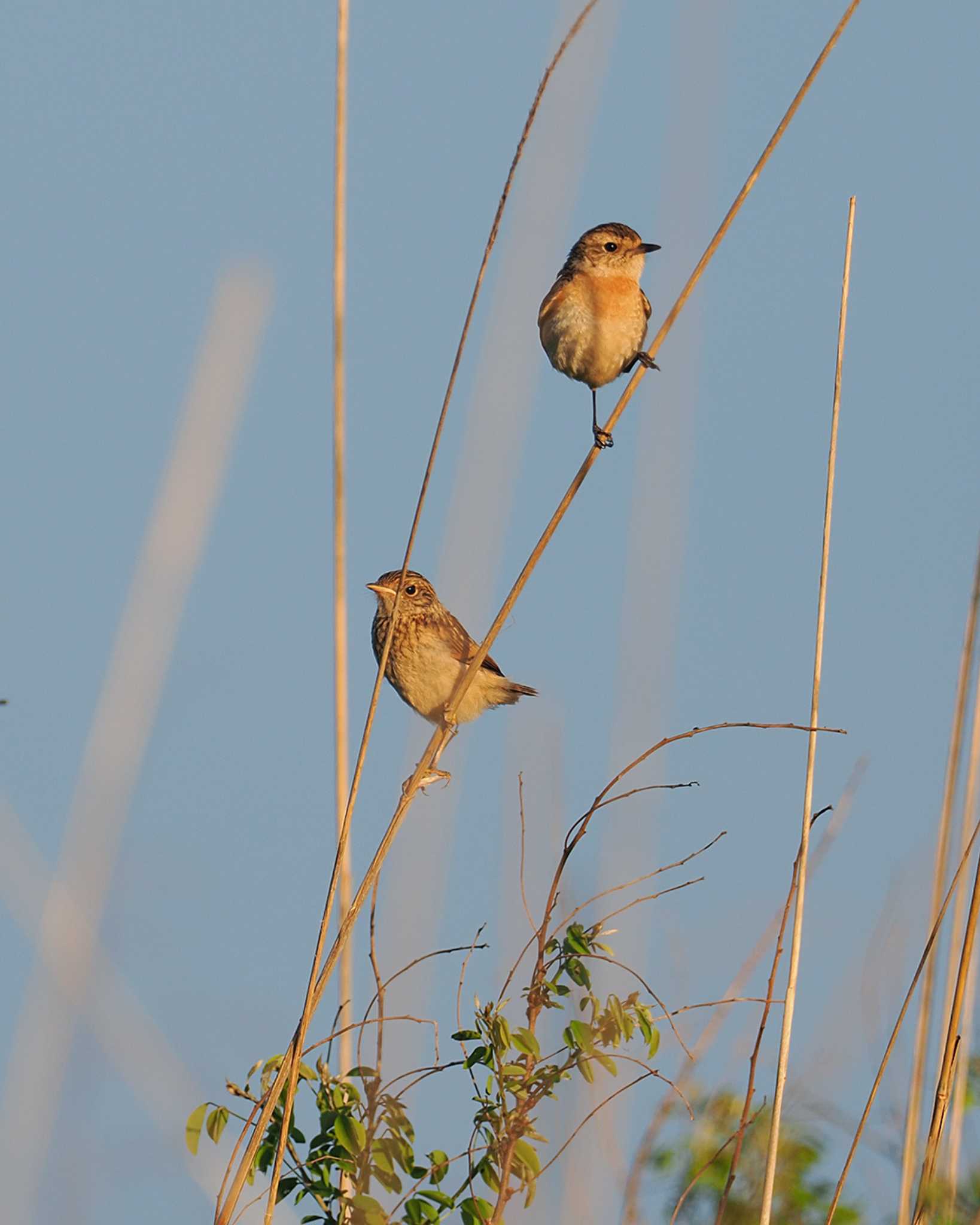 Amur Stonechat