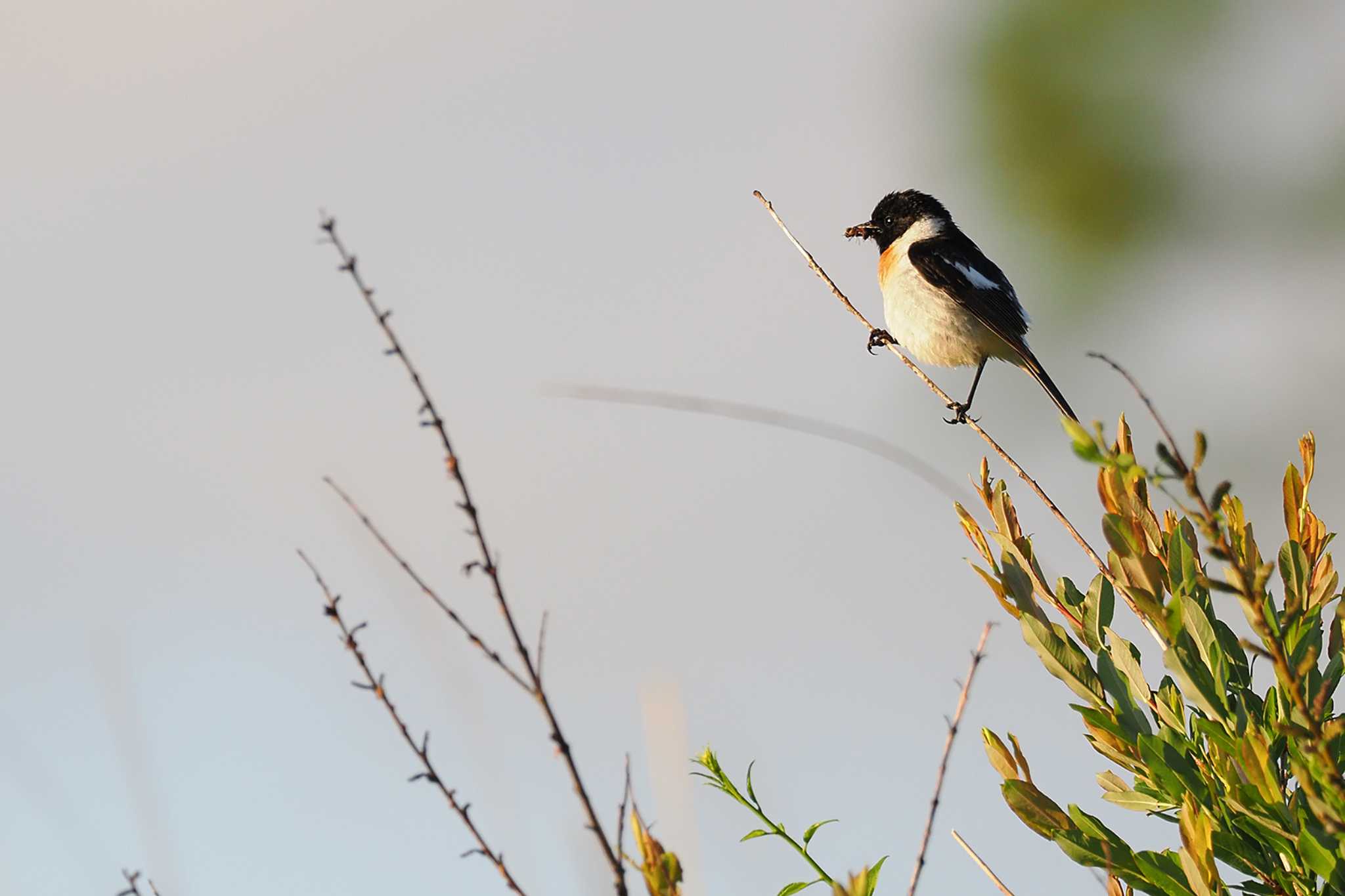 Amur Stonechat