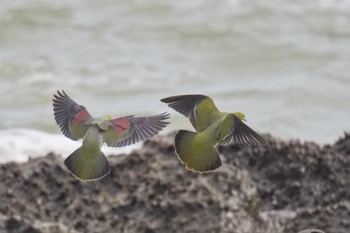 White-bellied Green Pigeon Terugasaki Beach Sun, 6/4/2023