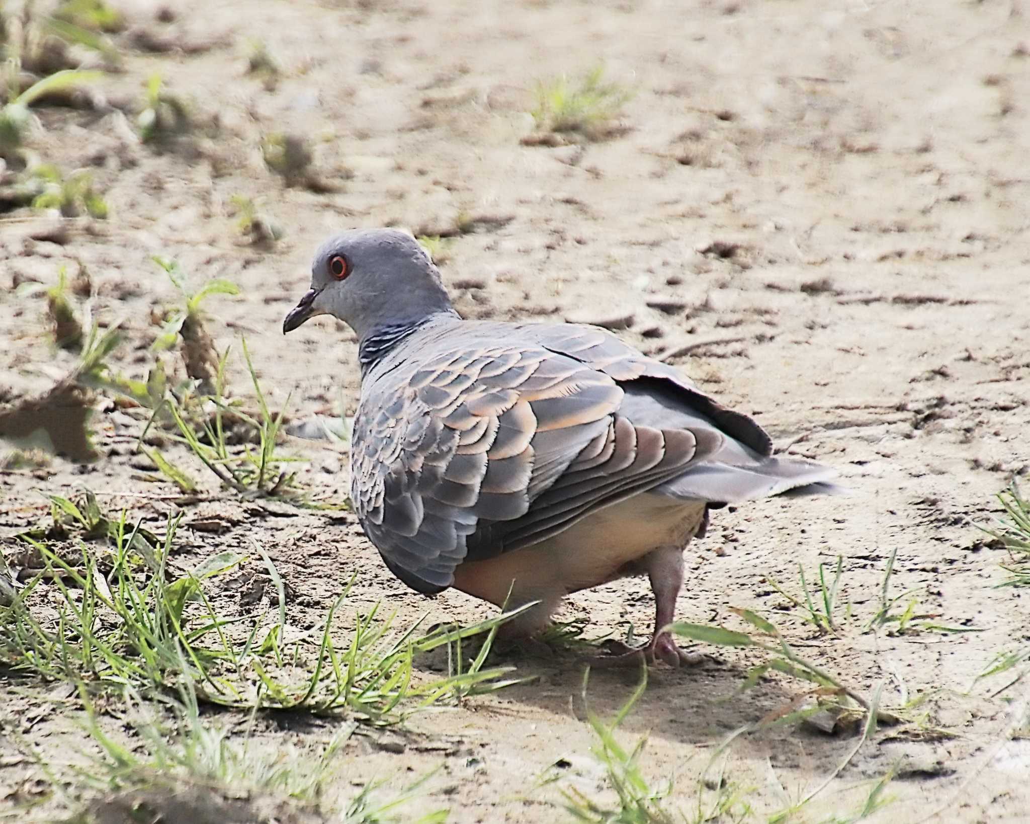 Photo of Oriental Turtle Dove at 大和川下流 by Ken Mimura