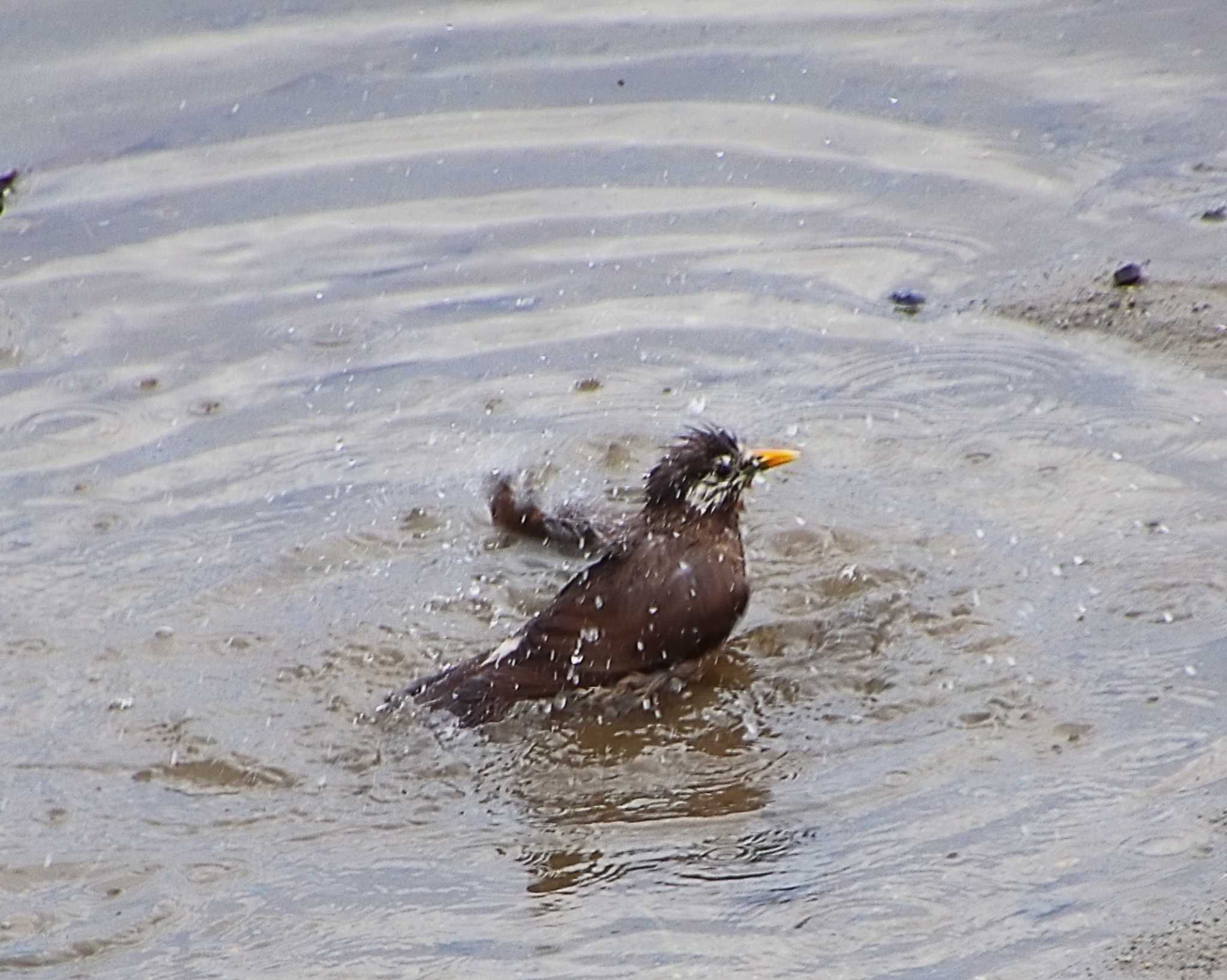 Photo of White-cheeked Starling at 大和川下流 by Ken Mimura