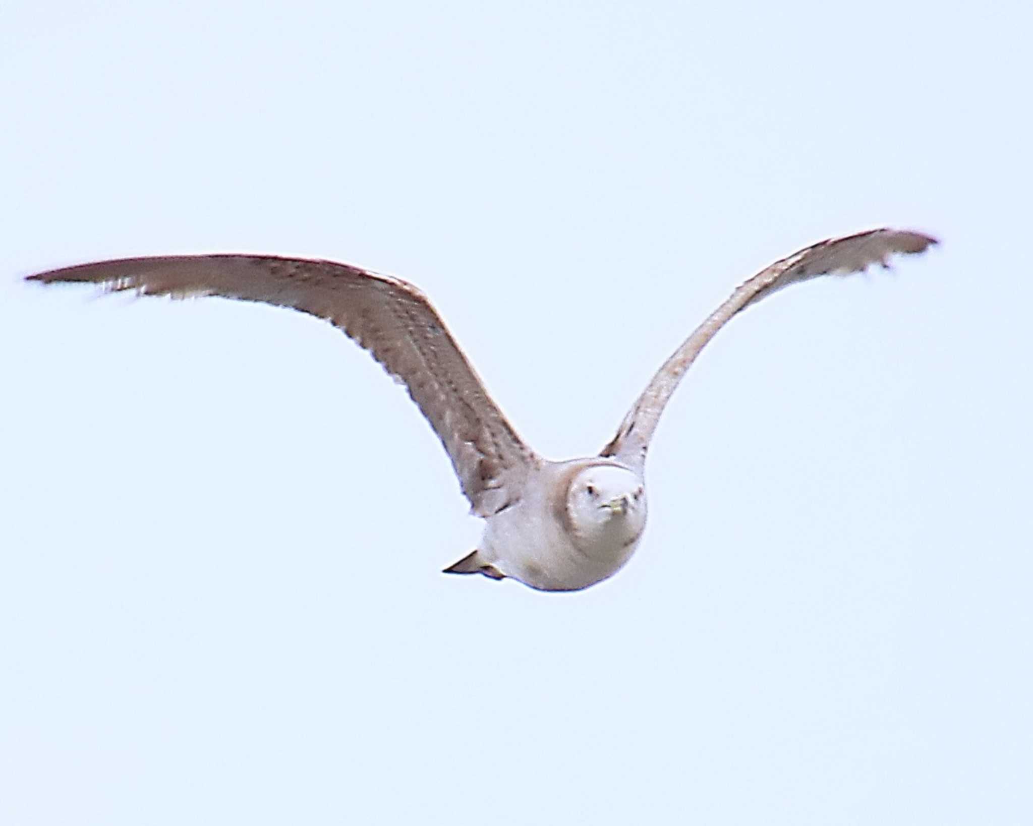 Black-tailed Gull