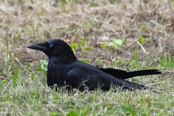 Carrion Crow Unknown Spots Thu, 6/1/2023