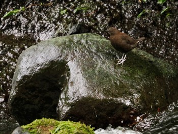 Brown Dipper 山梨都留市 Tue, 6/6/2023