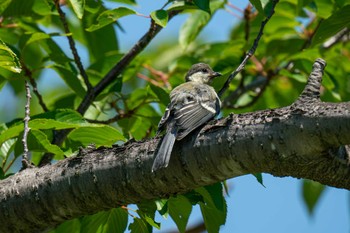 Japanese Tit 金井遊水地(金井遊水池) Wed, 6/7/2023