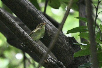 Kamchatka Leaf Warbler Tokyo Port Wild Bird Park Wed, 5/31/2023