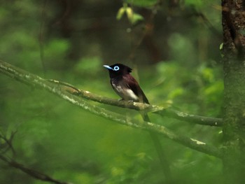 2023年6月7日(水) 飯能市の野鳥観察記録