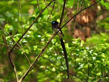 サンコウチョウ 飯能市 2023年6月7日(水)