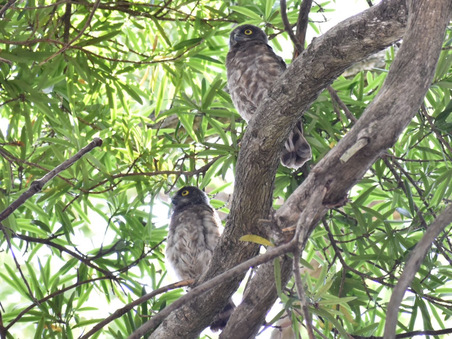  アオバズクの写真 by ヨウコ