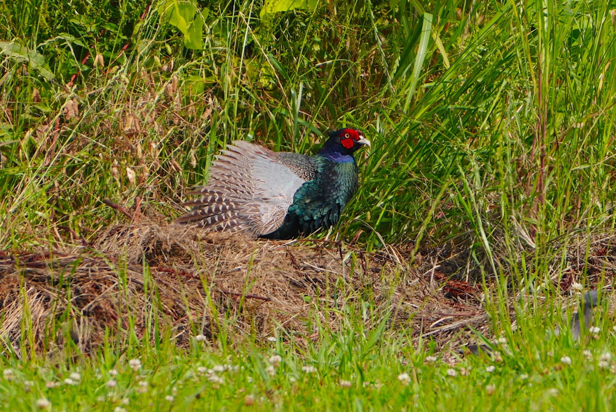 Green Pheasant