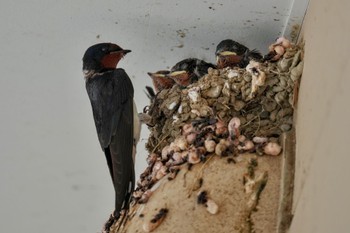 Barn Swallow Moritogawa Sun, 6/4/2023