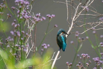 Common Kingfisher 金井遊水地(金井遊水池) Wed, 6/7/2023