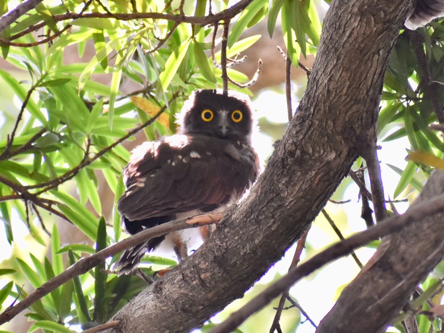  アオバズクの写真 by ヨウコ