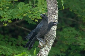 ハシブトガラス 久慈川(袋田付近) 2023年6月6日(火)