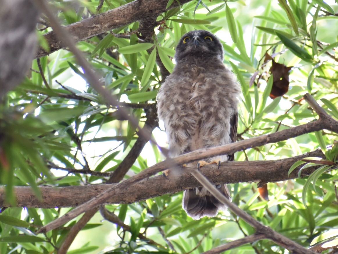  アオバズクの写真 by ヨウコ