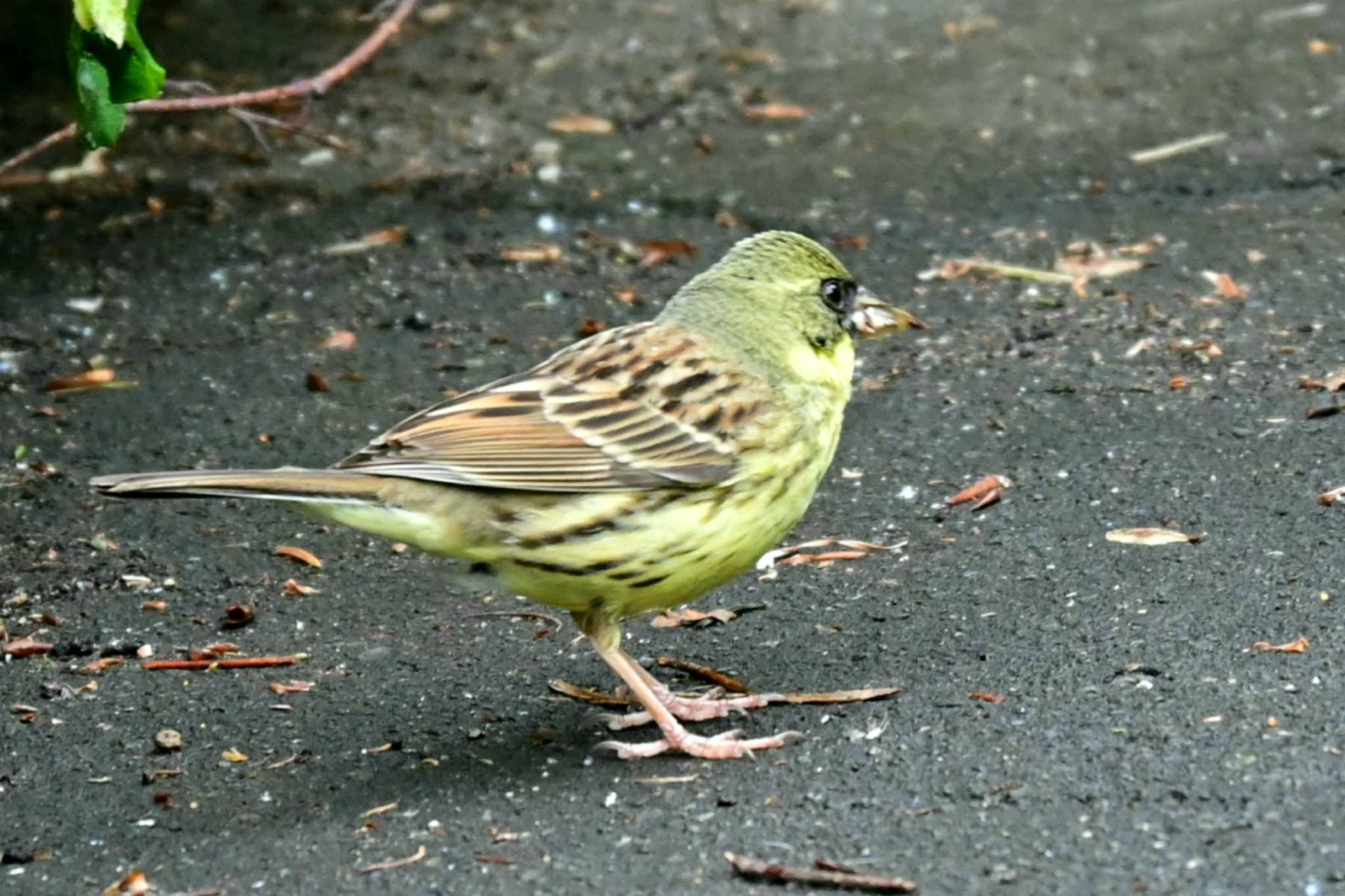 百合ガ原公園 アオジの写真