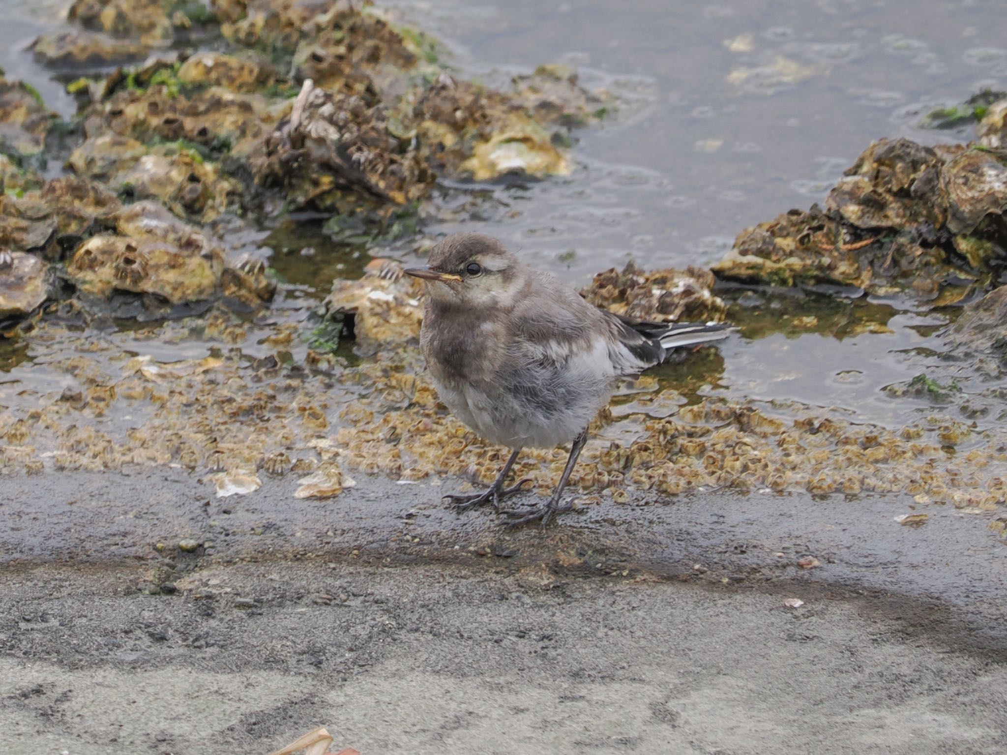 ハクセキレイ幼鳥 親鳥と3羽で飛んできた